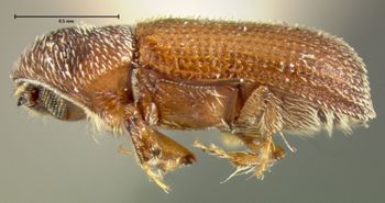 Media type: image;   Entomology 1297 Aspect: habitus lateral view